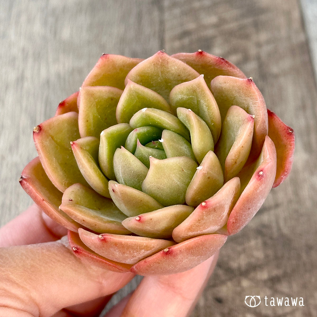 까르띠에