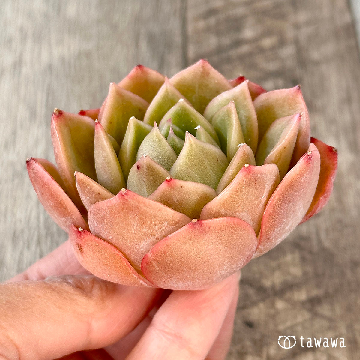 까르띠에