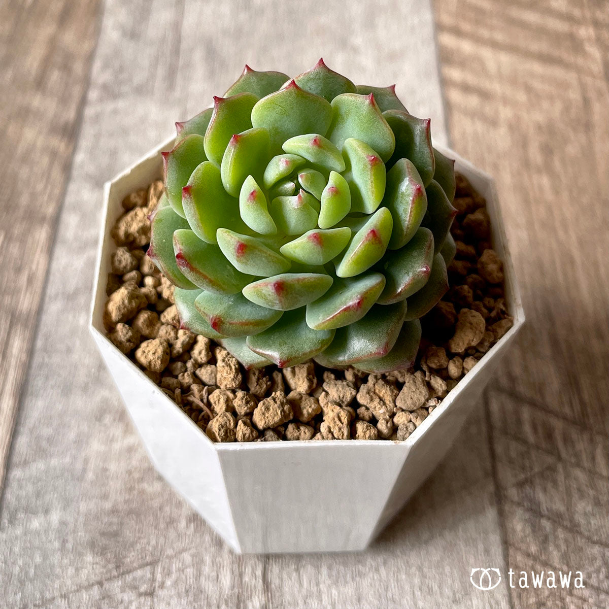 아이린