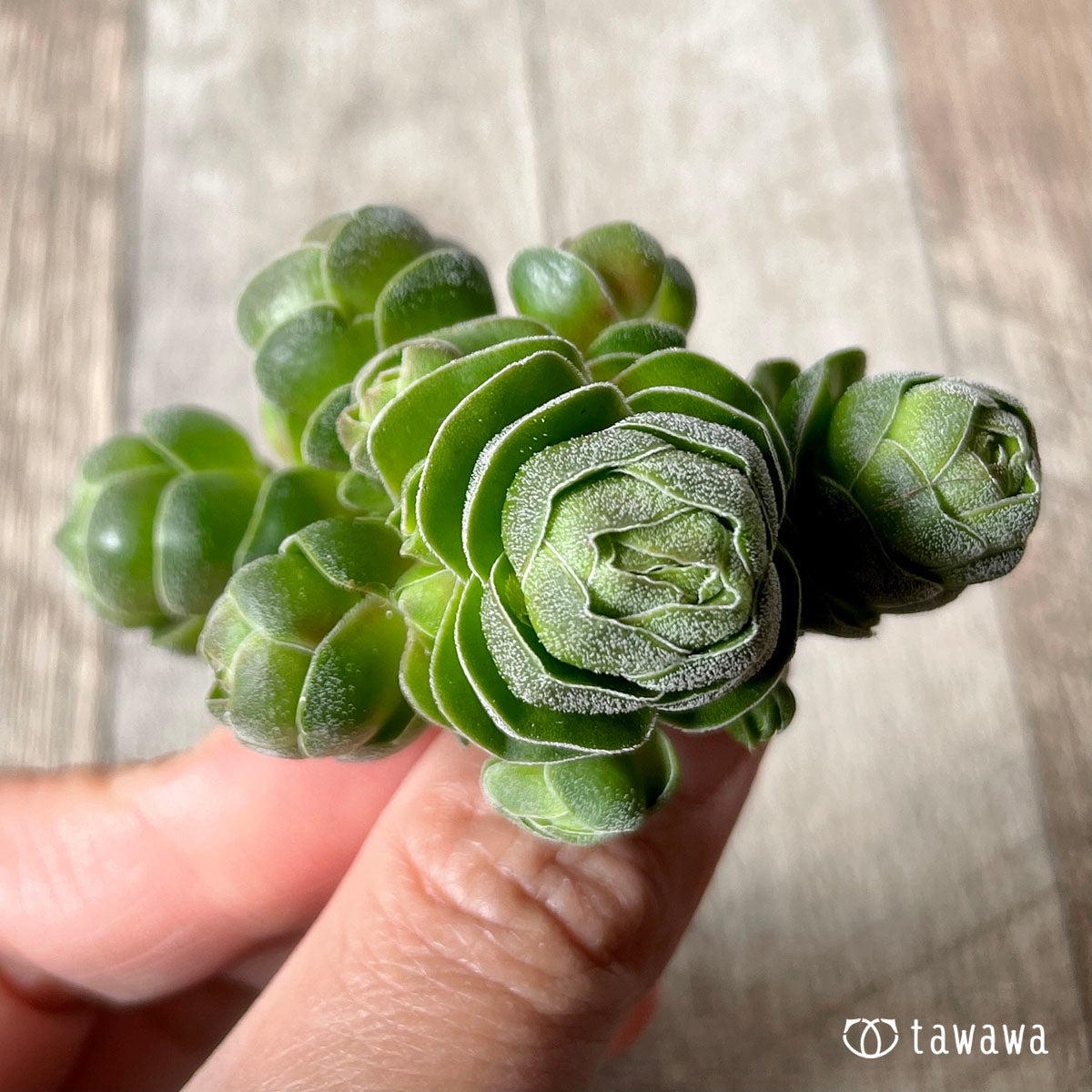 デイビッド
