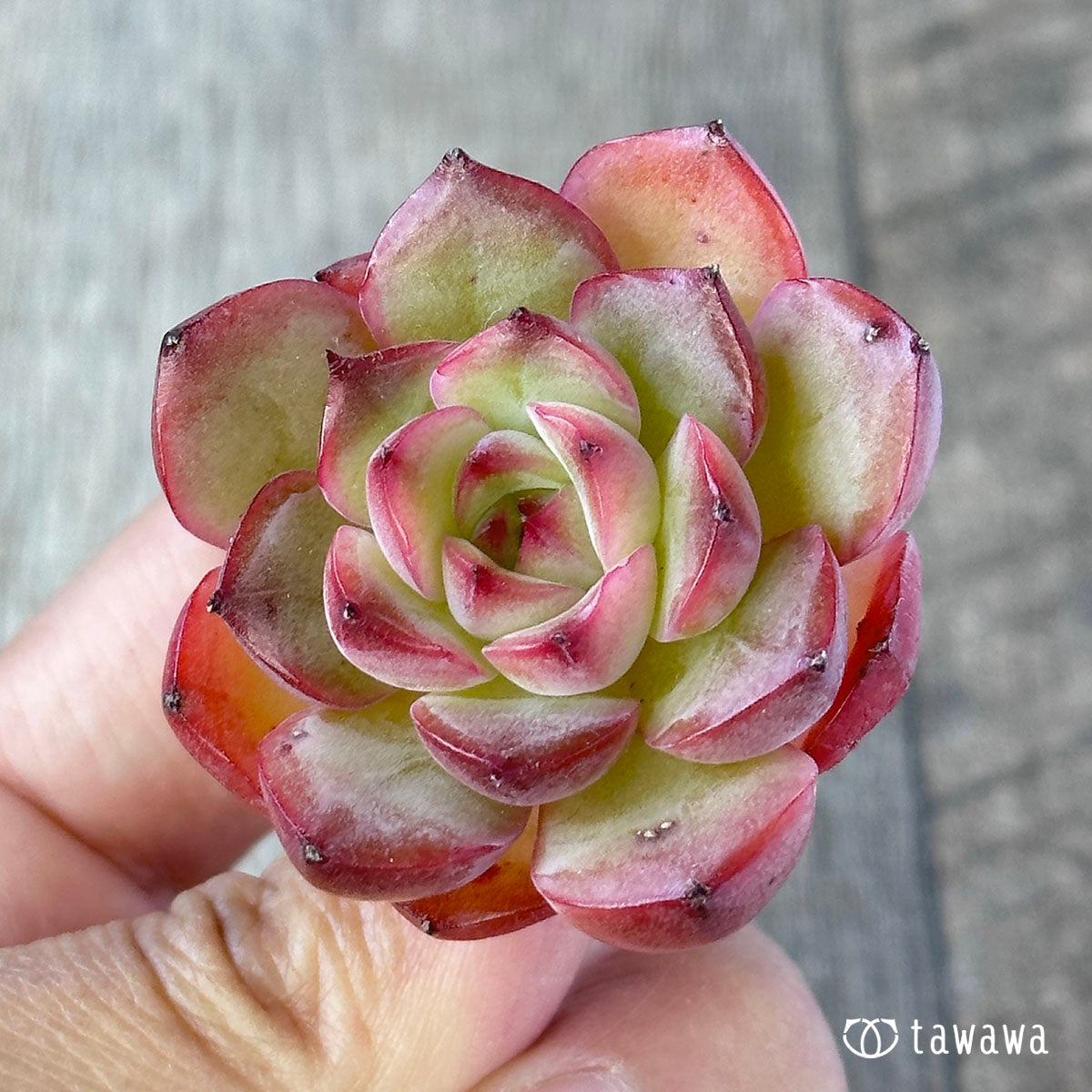 모산