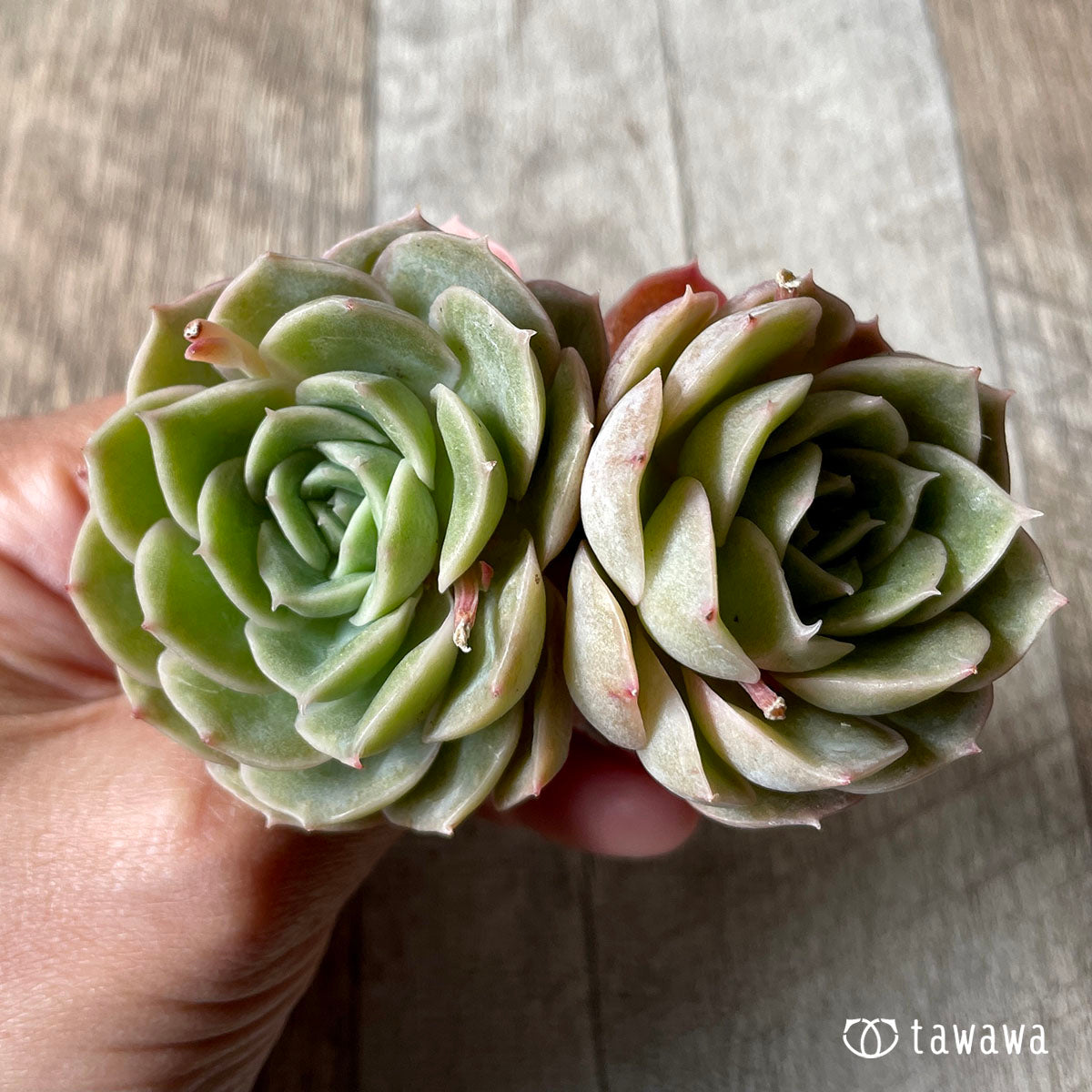 오운슬로우