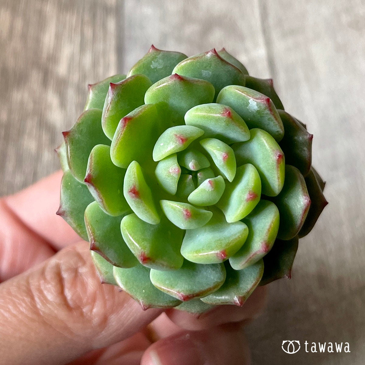 아이린