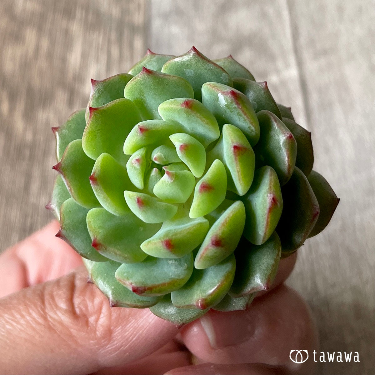 아이린