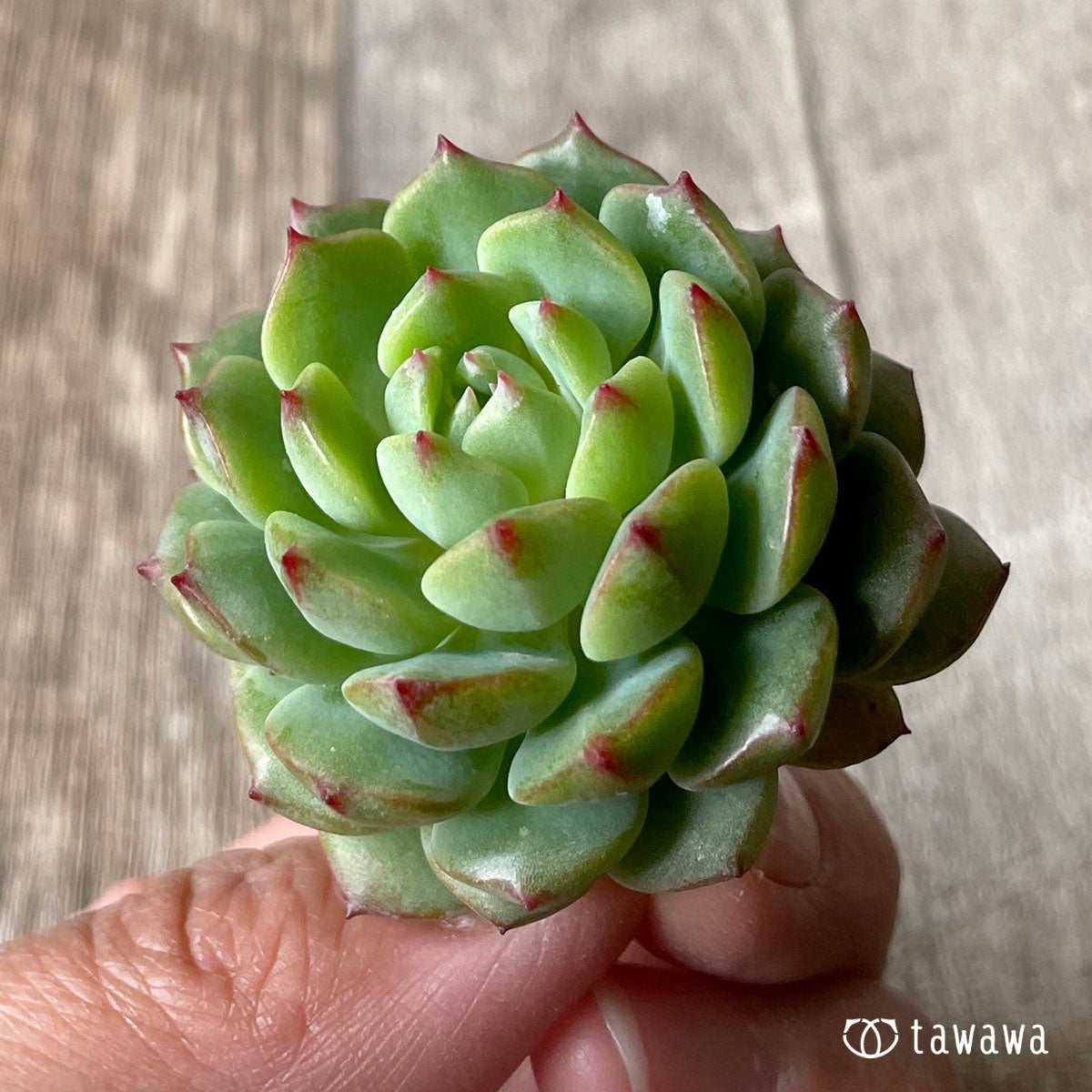 아이린