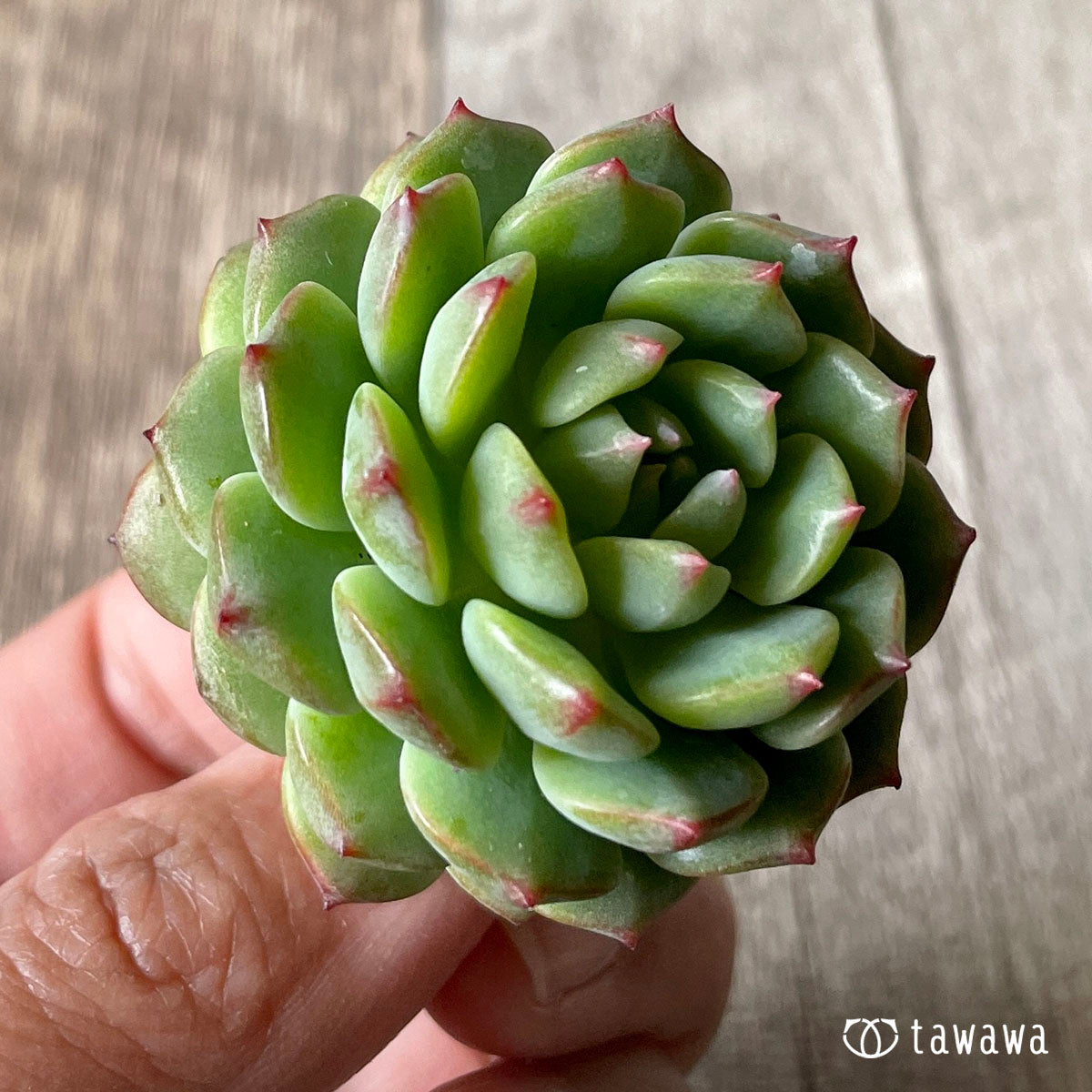 아이린