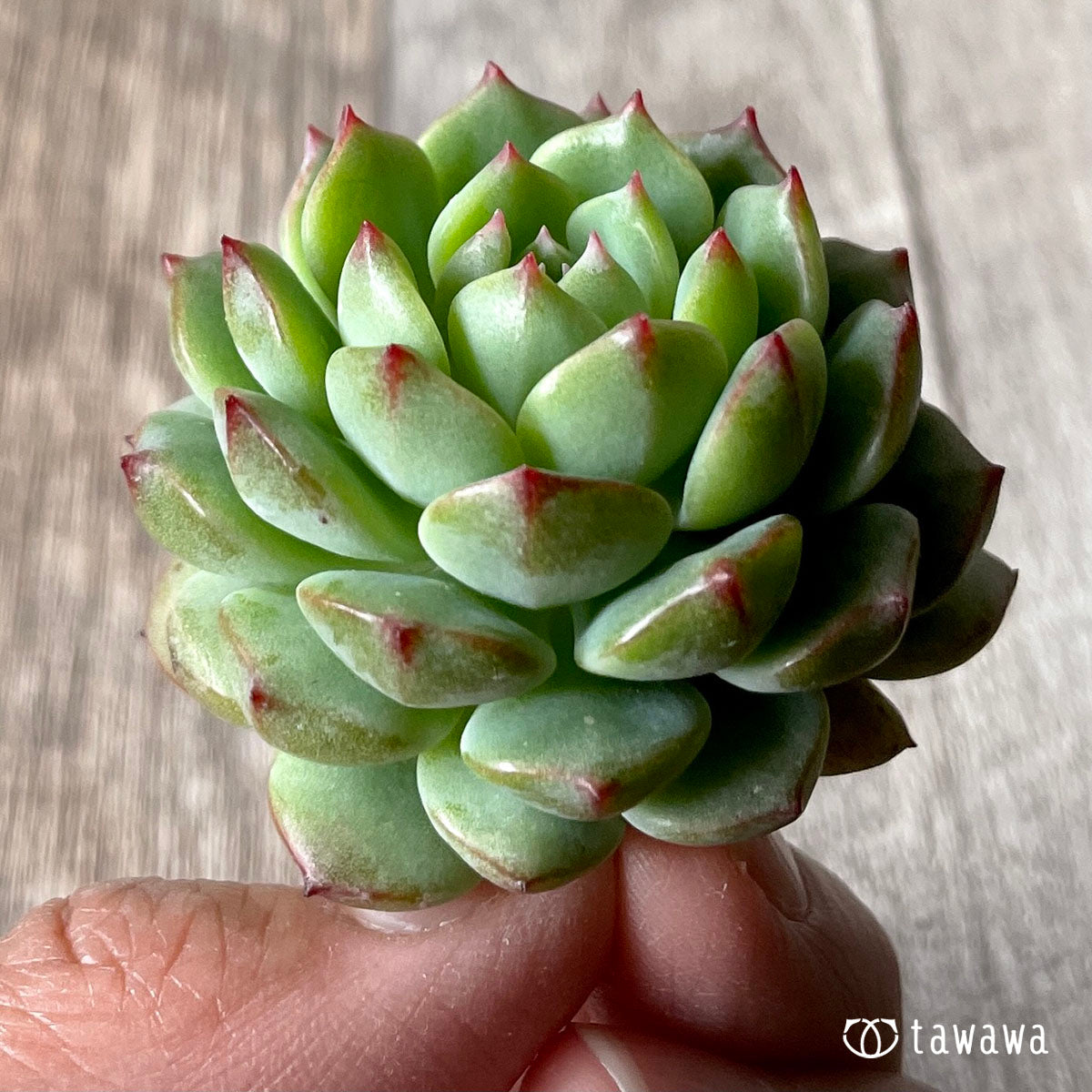 아이린