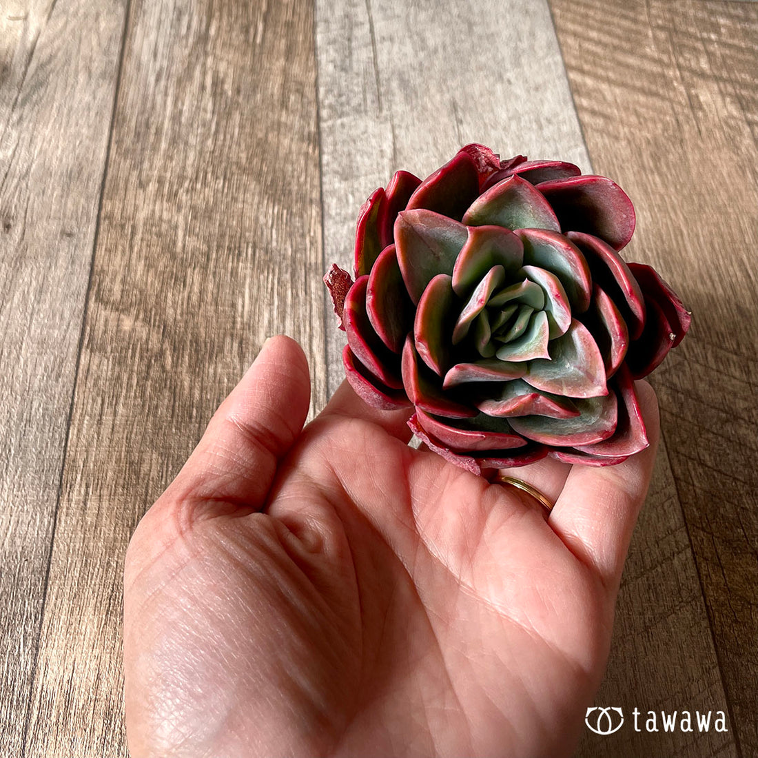 Blue Minima Blue Minima