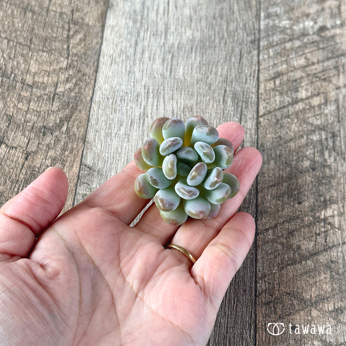 New Arrivals: Ice Green