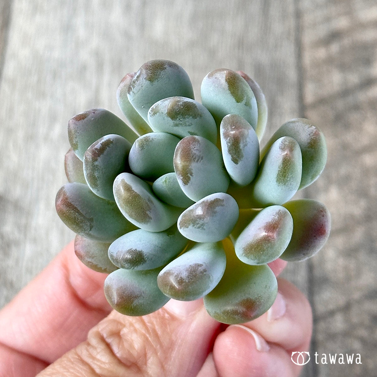 パキフィトイデス ウォルス