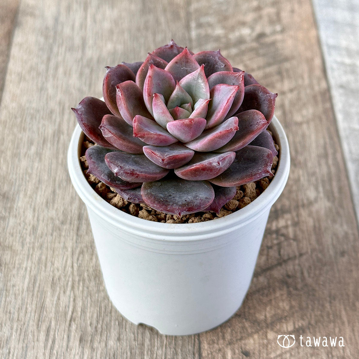 New Arrivals: Ice Green