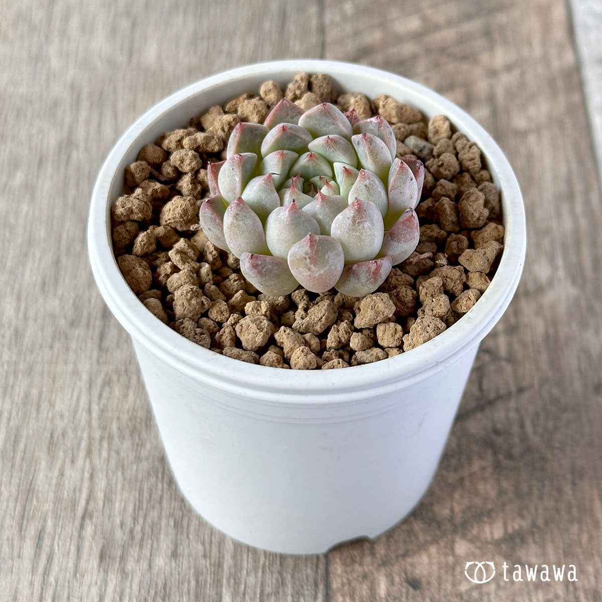 New Arrivals: Ice Green