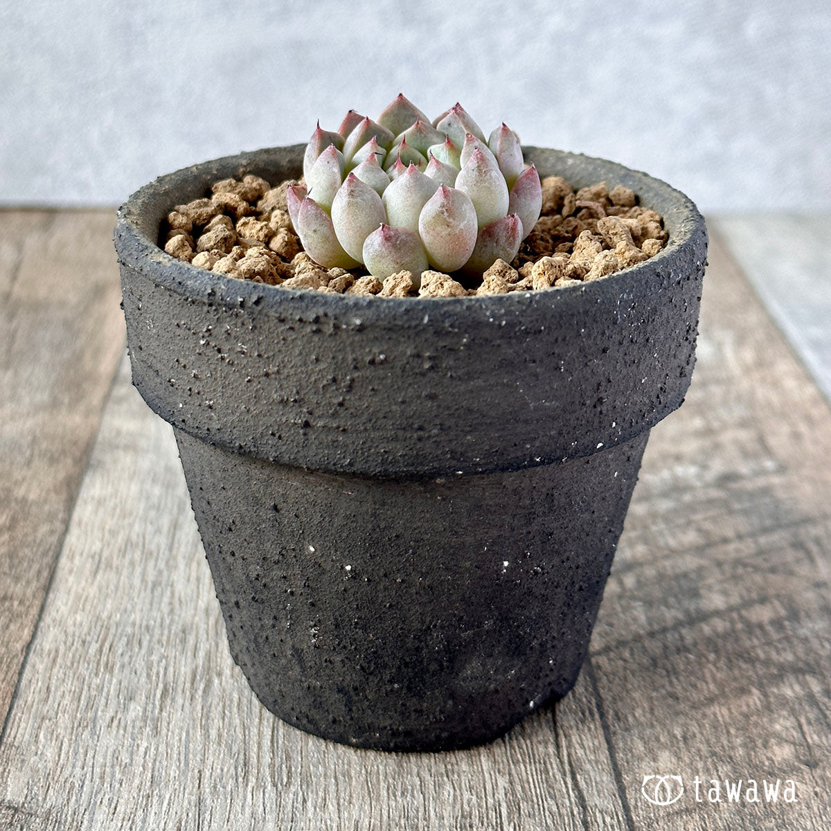 New Arrivals: Ice Green