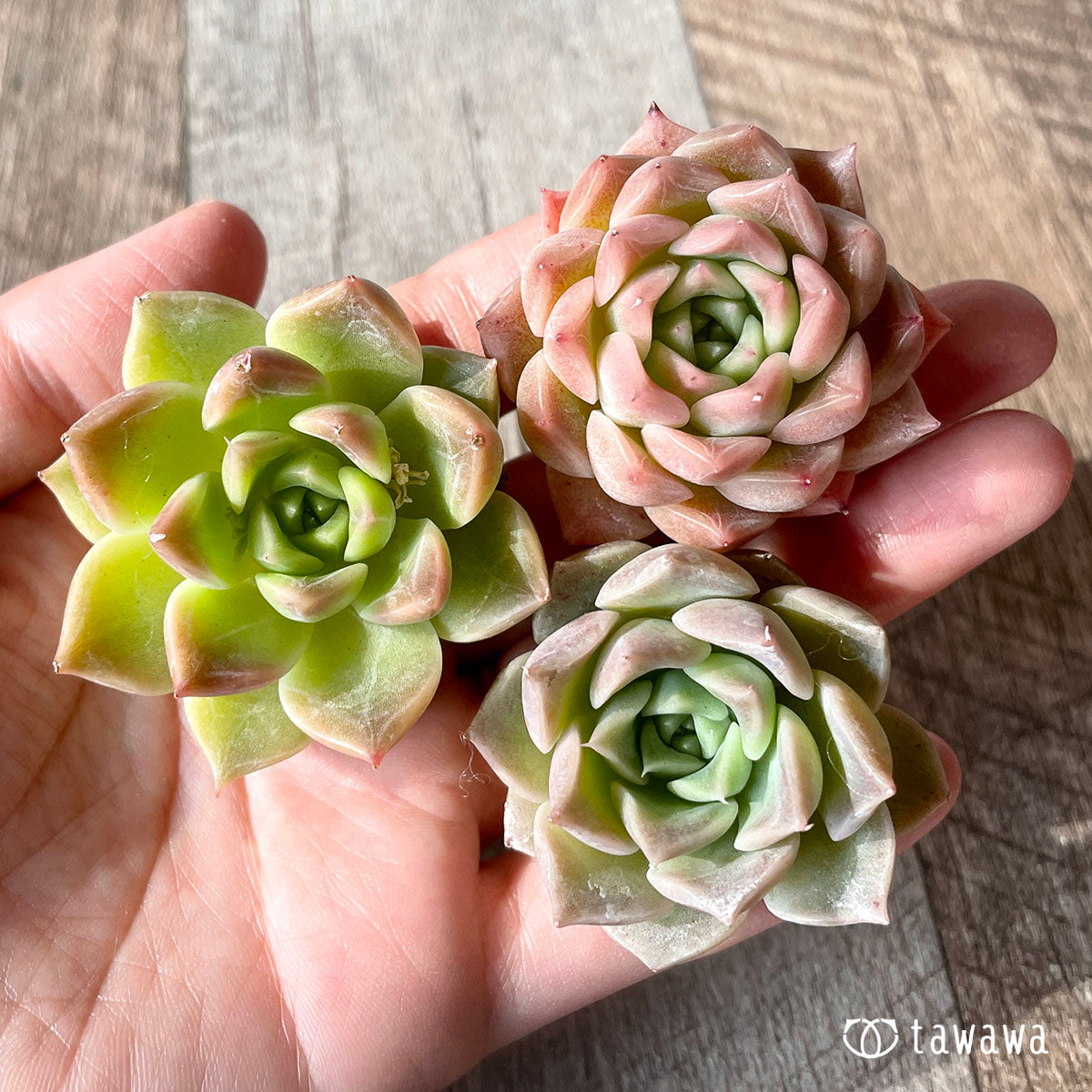 ハイローラ(チャンヒー農園苗)