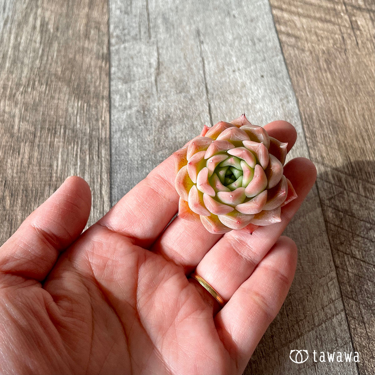 ハイローラ(チャンヒー農園苗)