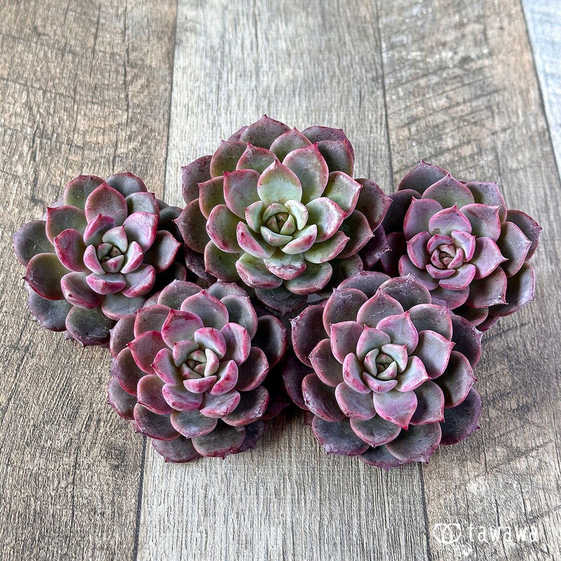 ヴァンパイアークイーン (チャンヒー農園苗)