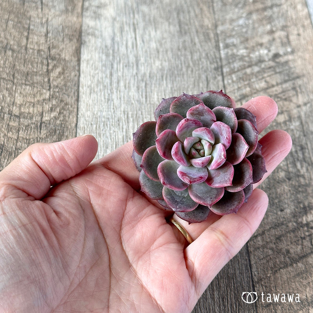 ヴァンパイアークイーン (チャンヒー農園苗)