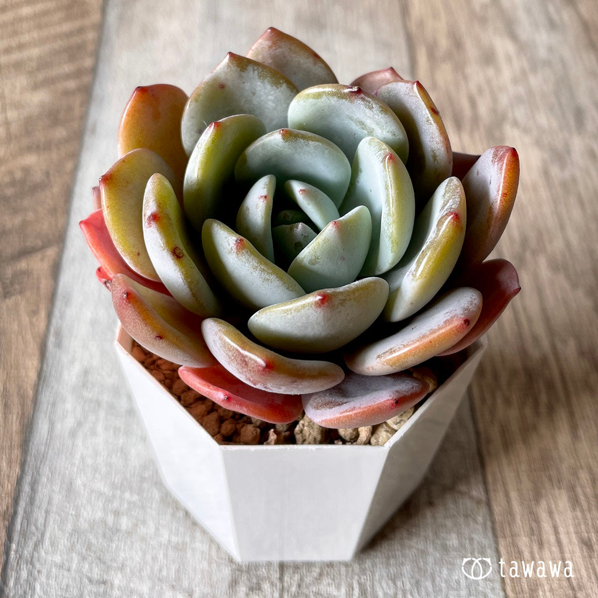아이시 퍼플