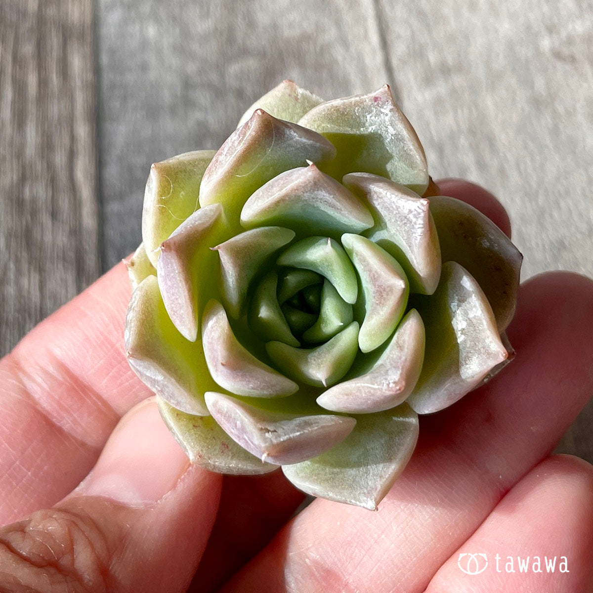 ハイローラ(チャンヒー農園苗)