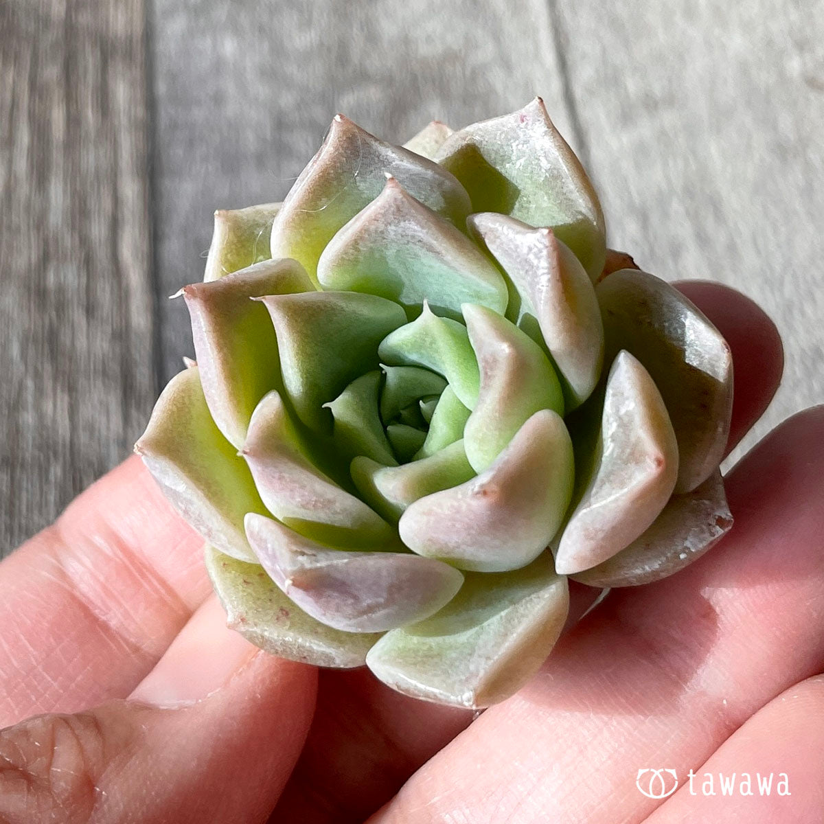 ハイローラ(チャンヒー農園苗)