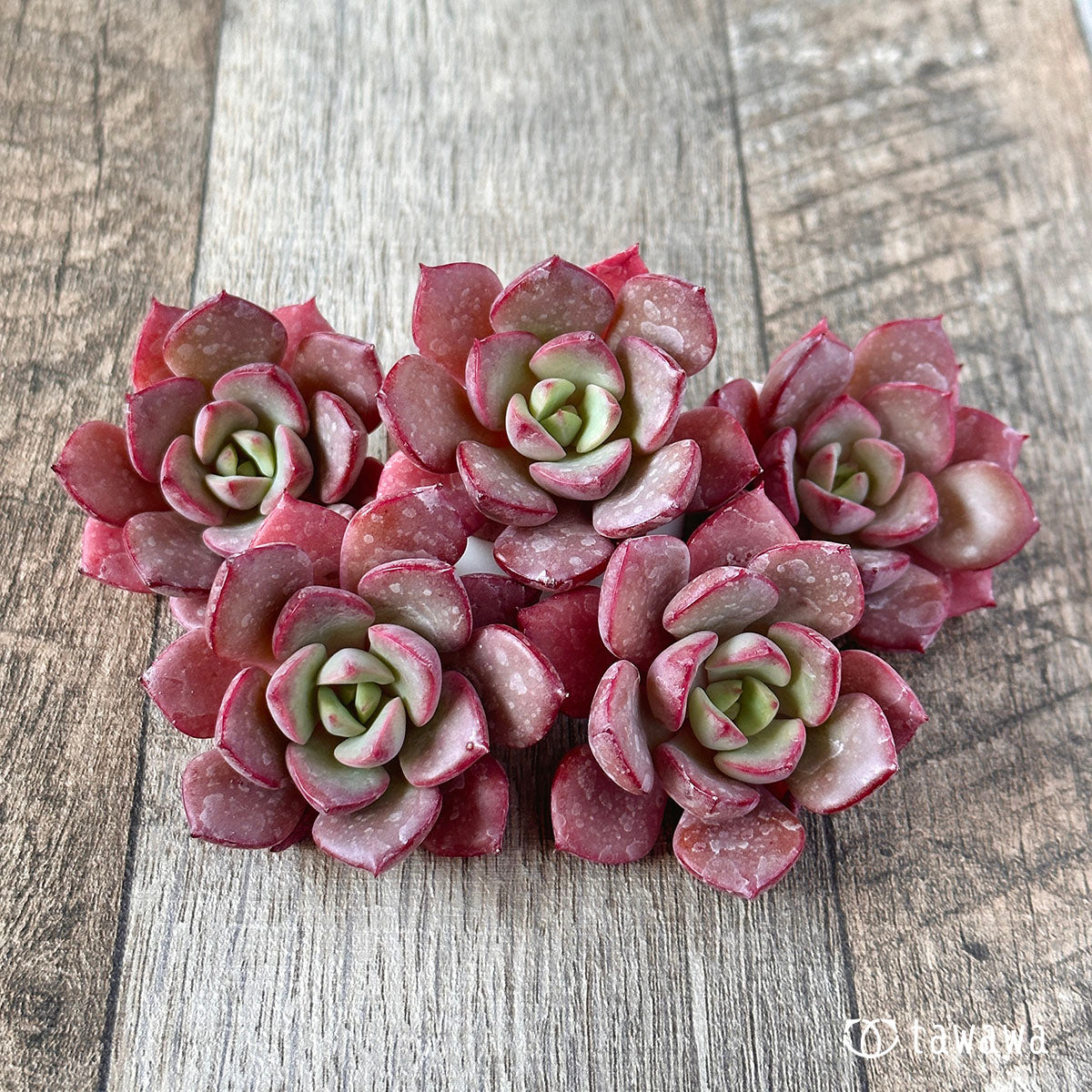 New Arrivals: Ice Green
