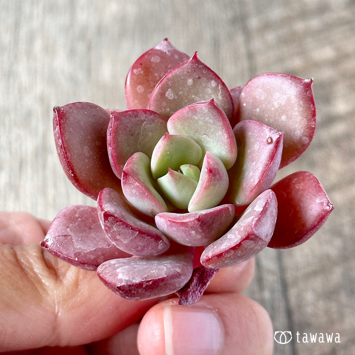 New Arrivals: Ice Green