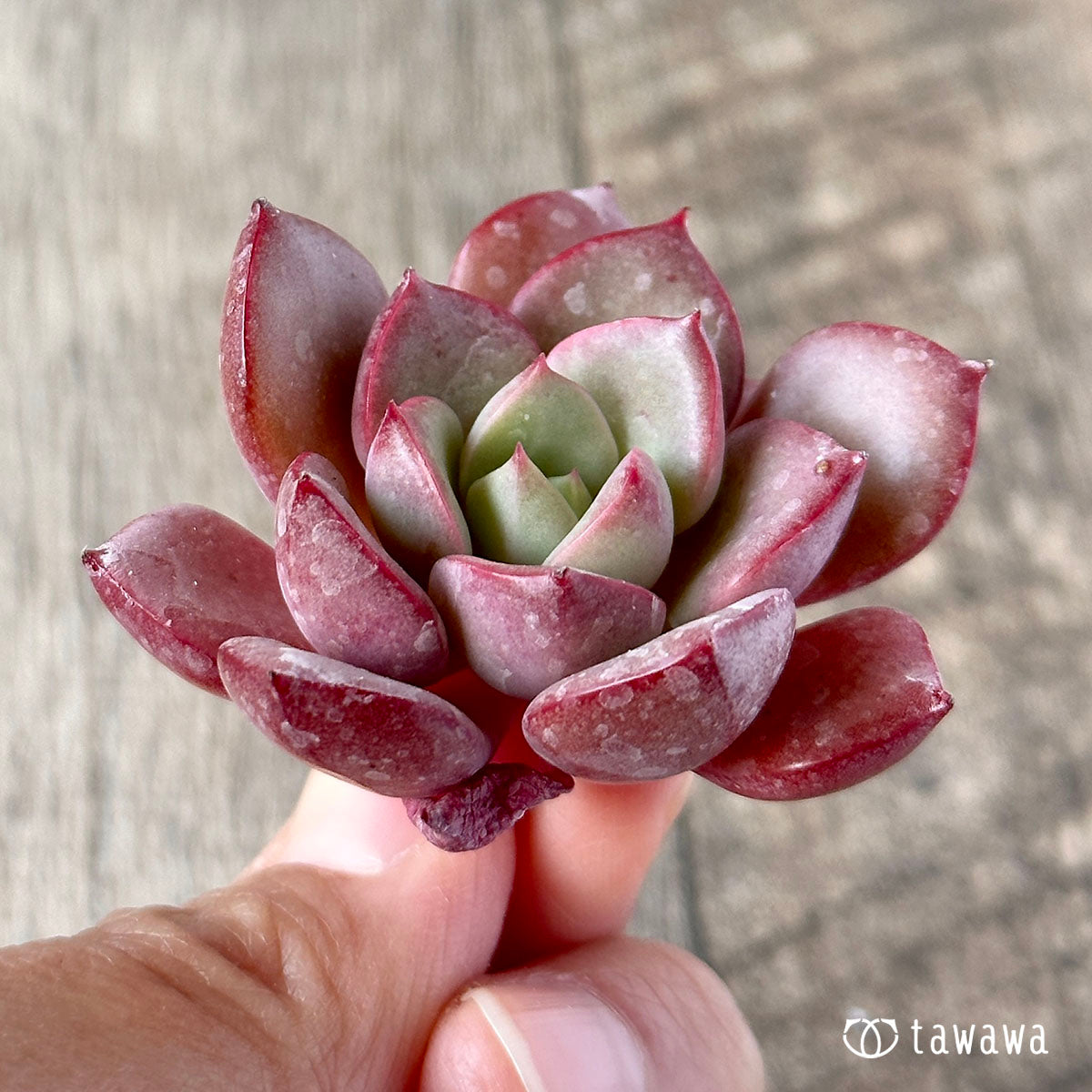 New Arrivals: Ice Green