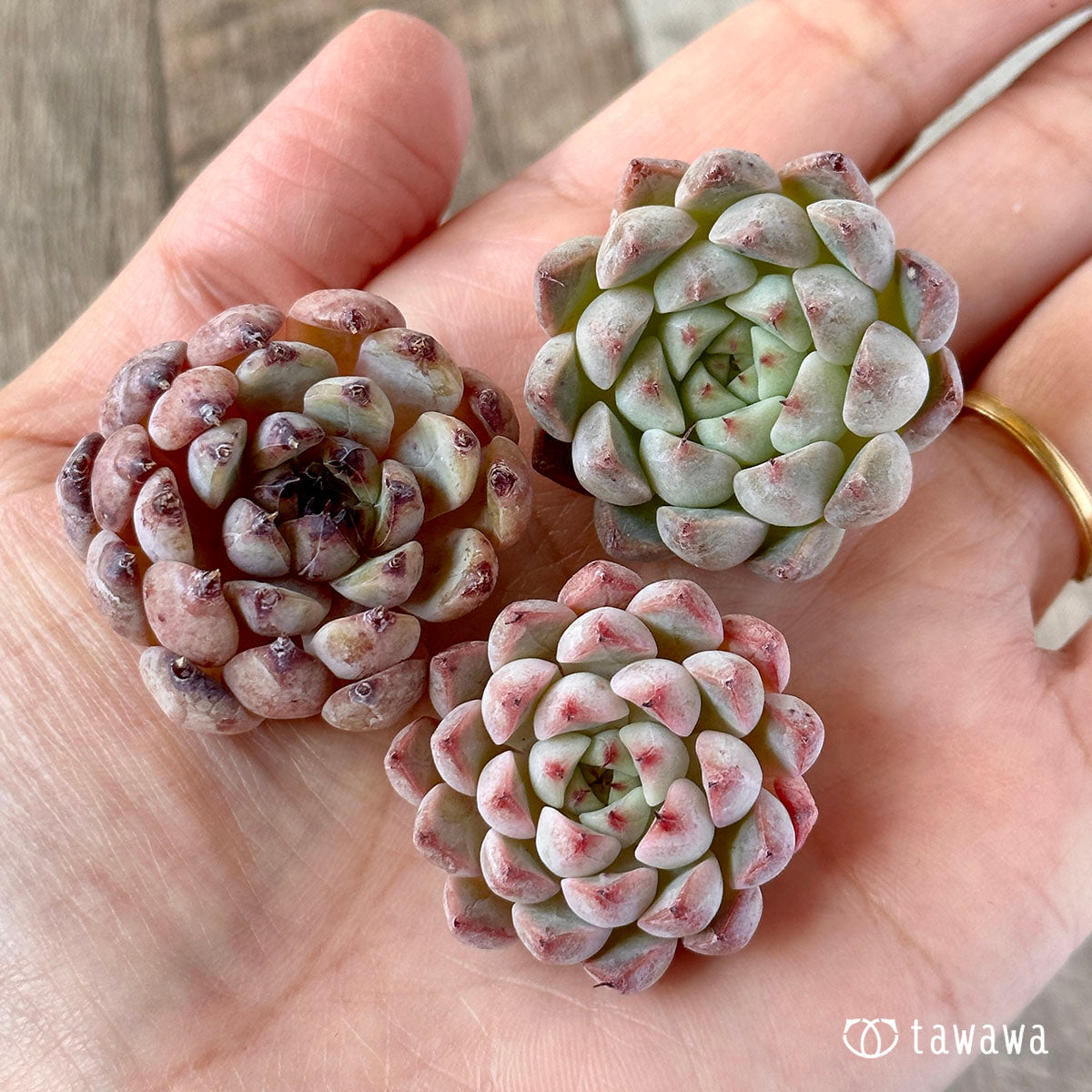 New Arrivals: Ice Green