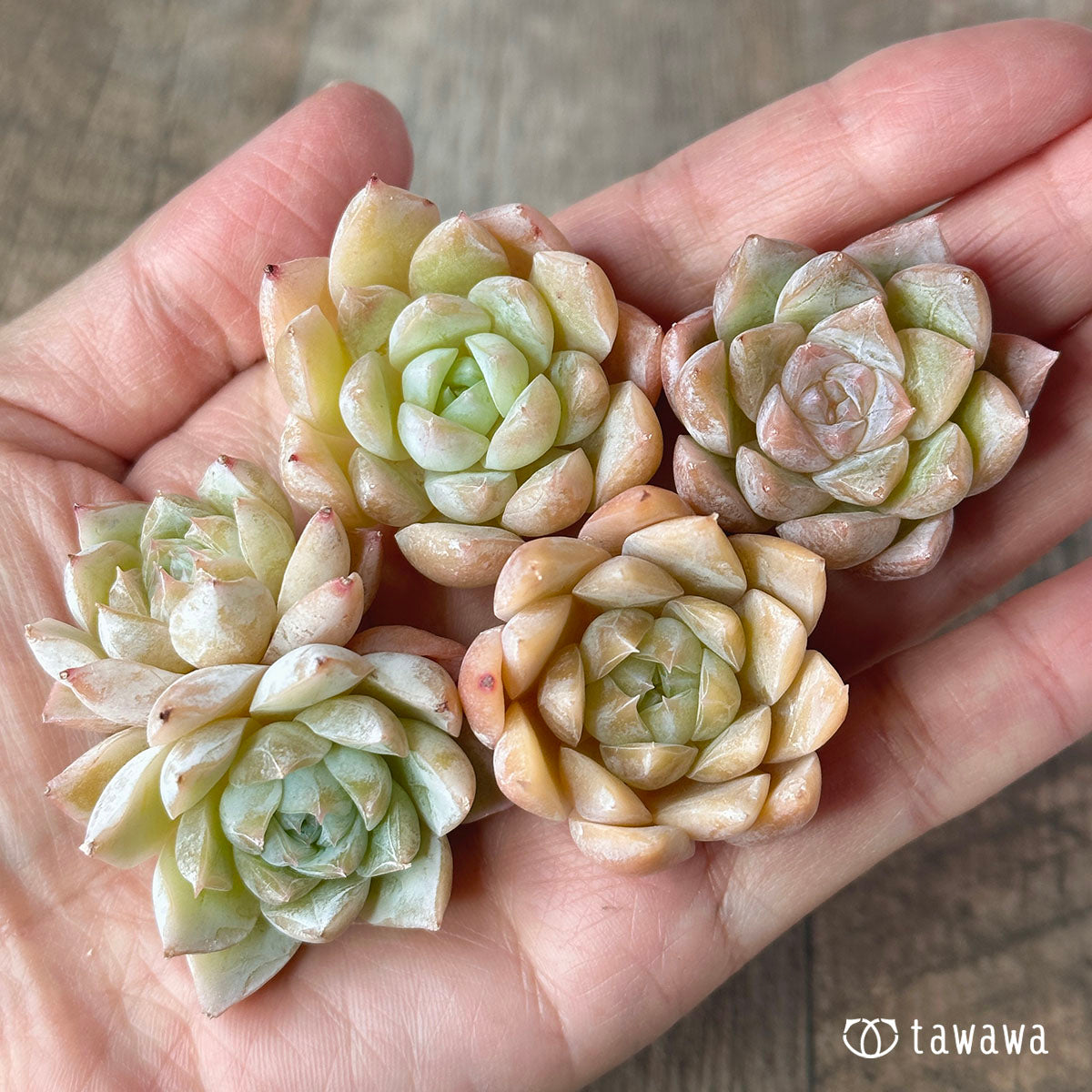 New Arrivals: Ice Green