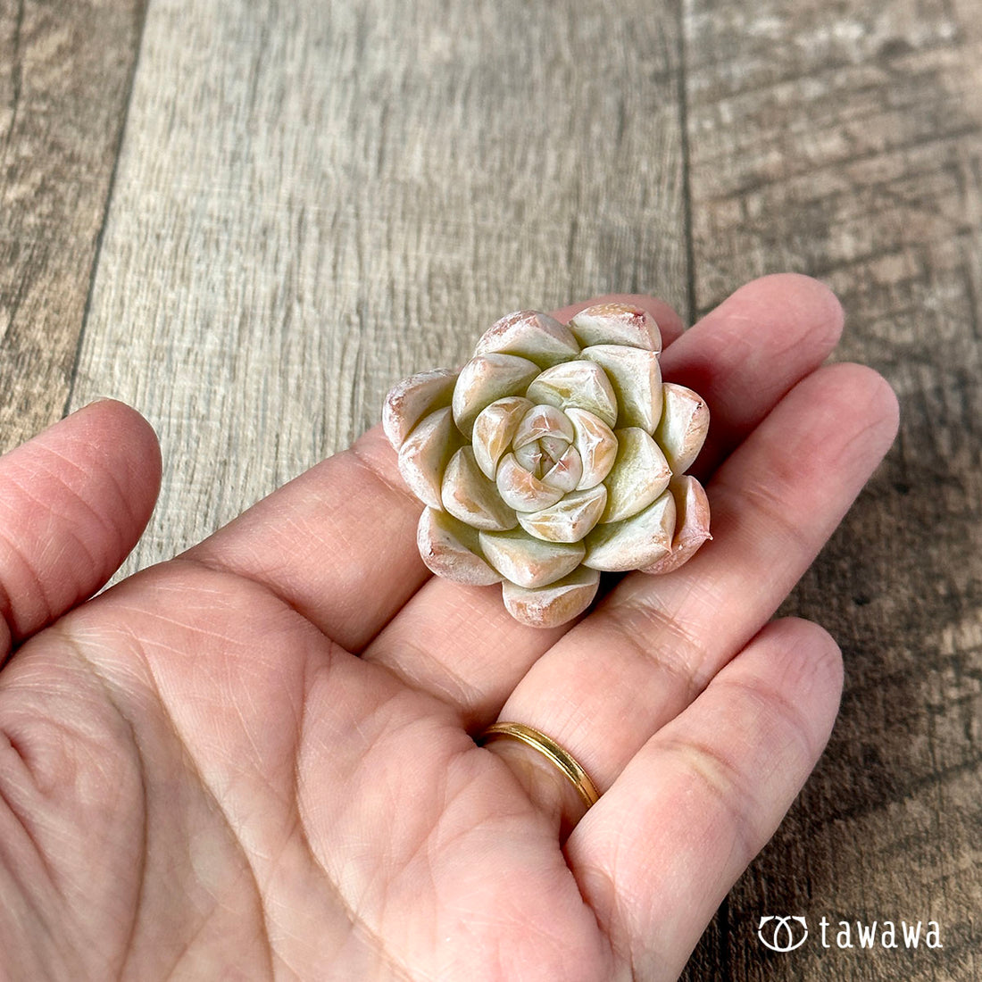 New Arrivals: Ice Green