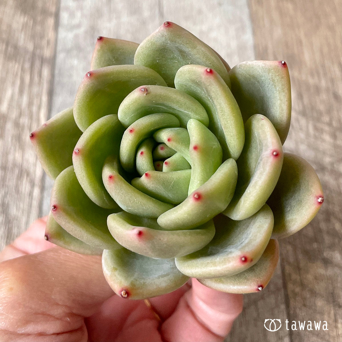 화이트 나이트(백야)