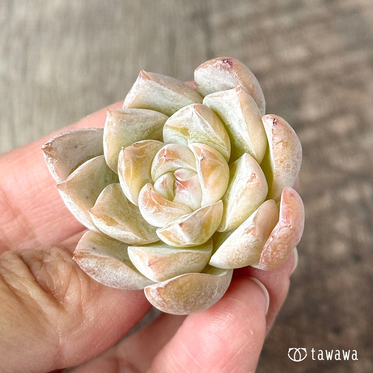 New Arrivals: Ice Green
