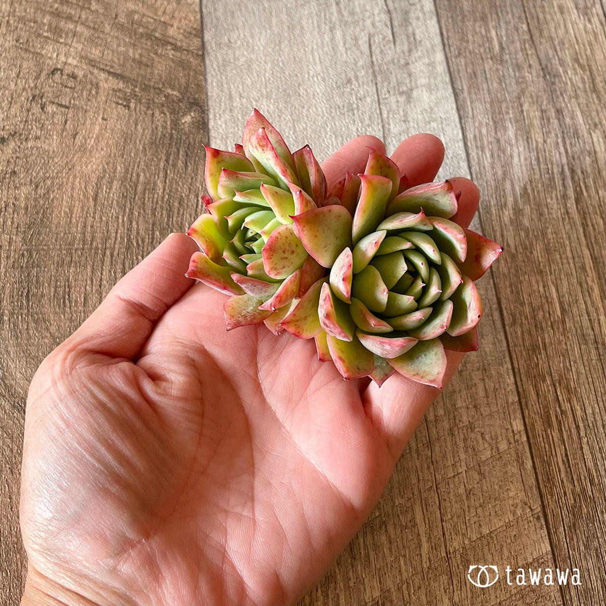 엘그레코