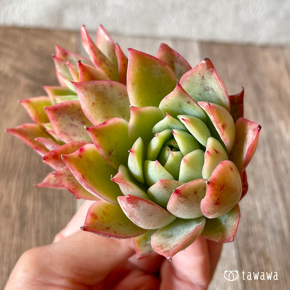 엘그레코