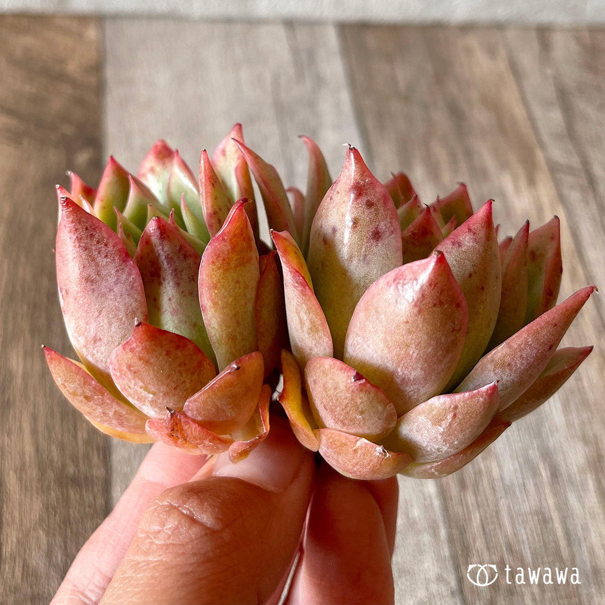엘그레코