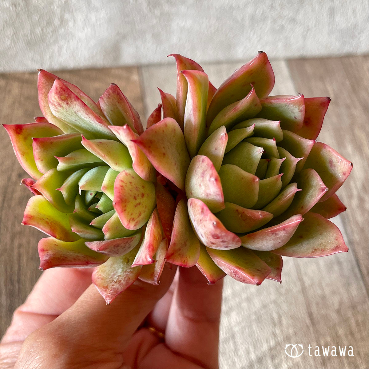 엘그레코