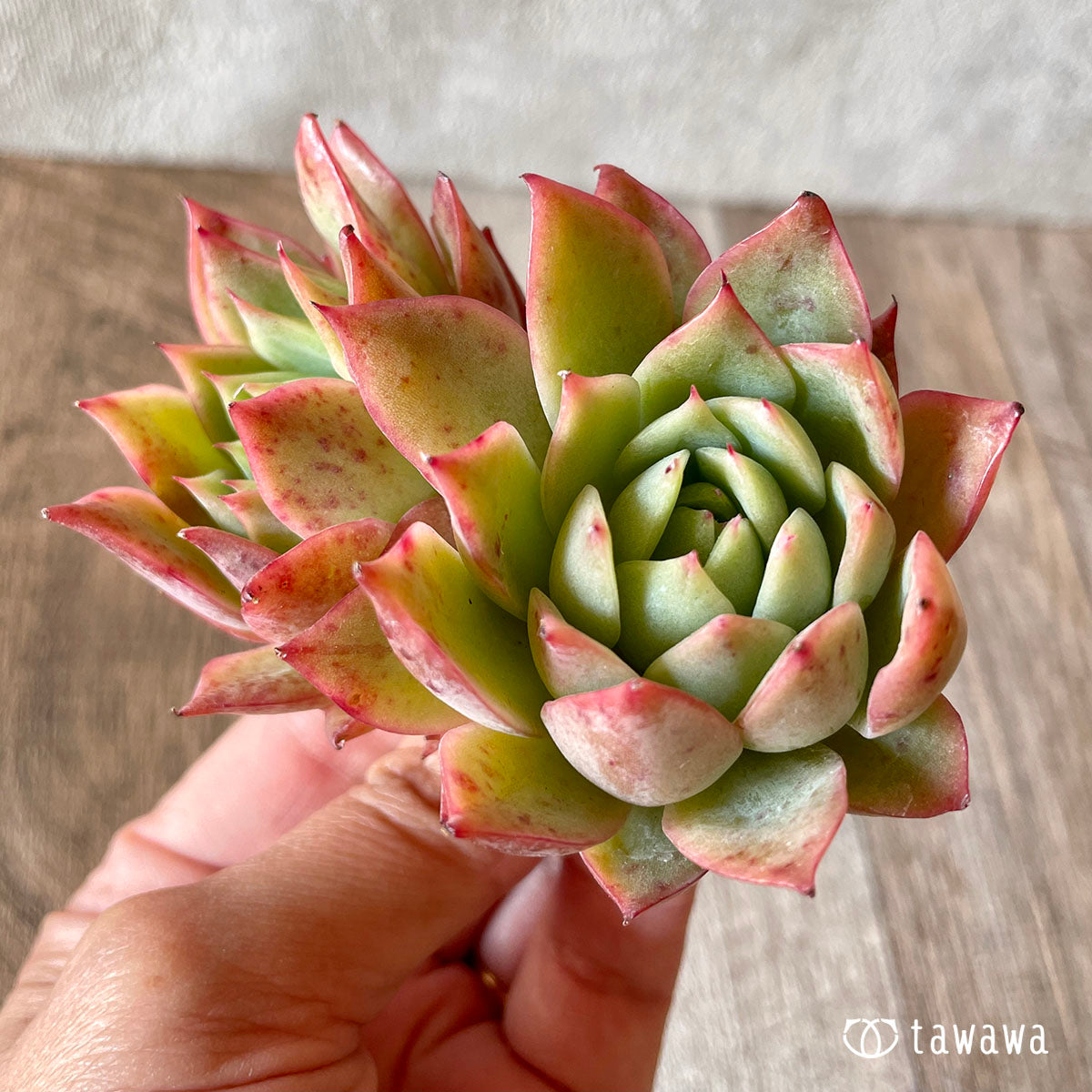 엘그레코