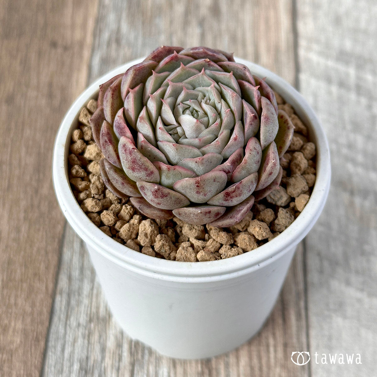 세그리드 복숭아