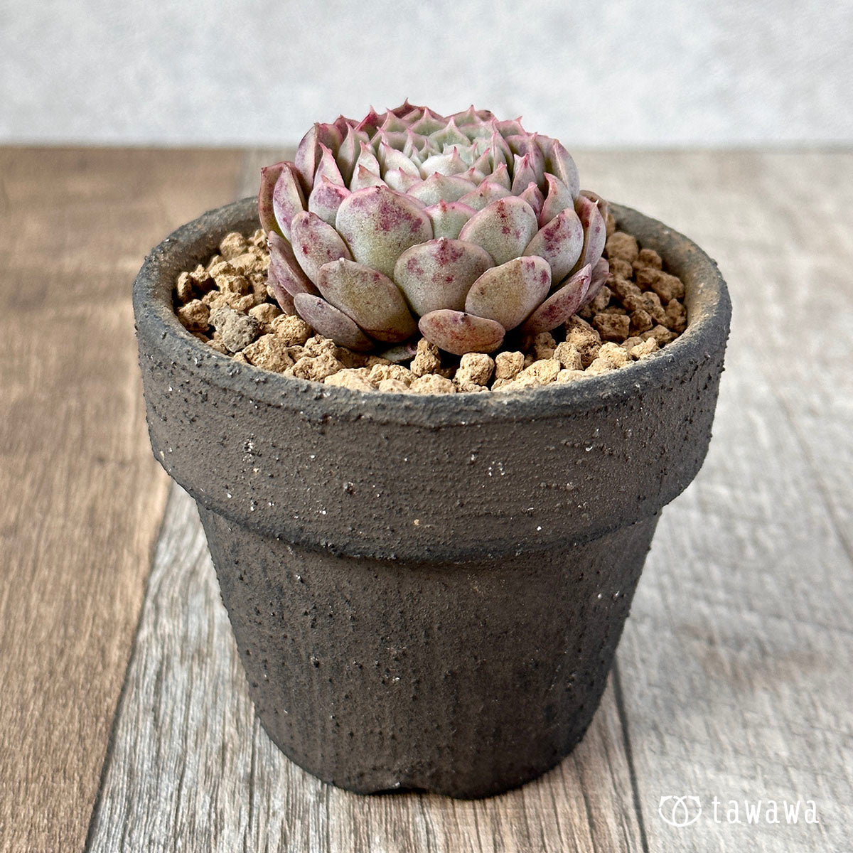 세그리드 복숭아