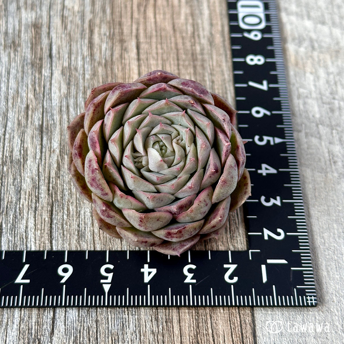 세그리드 복숭아