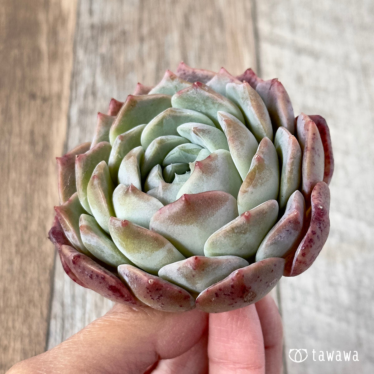 먼로 아이시 그린