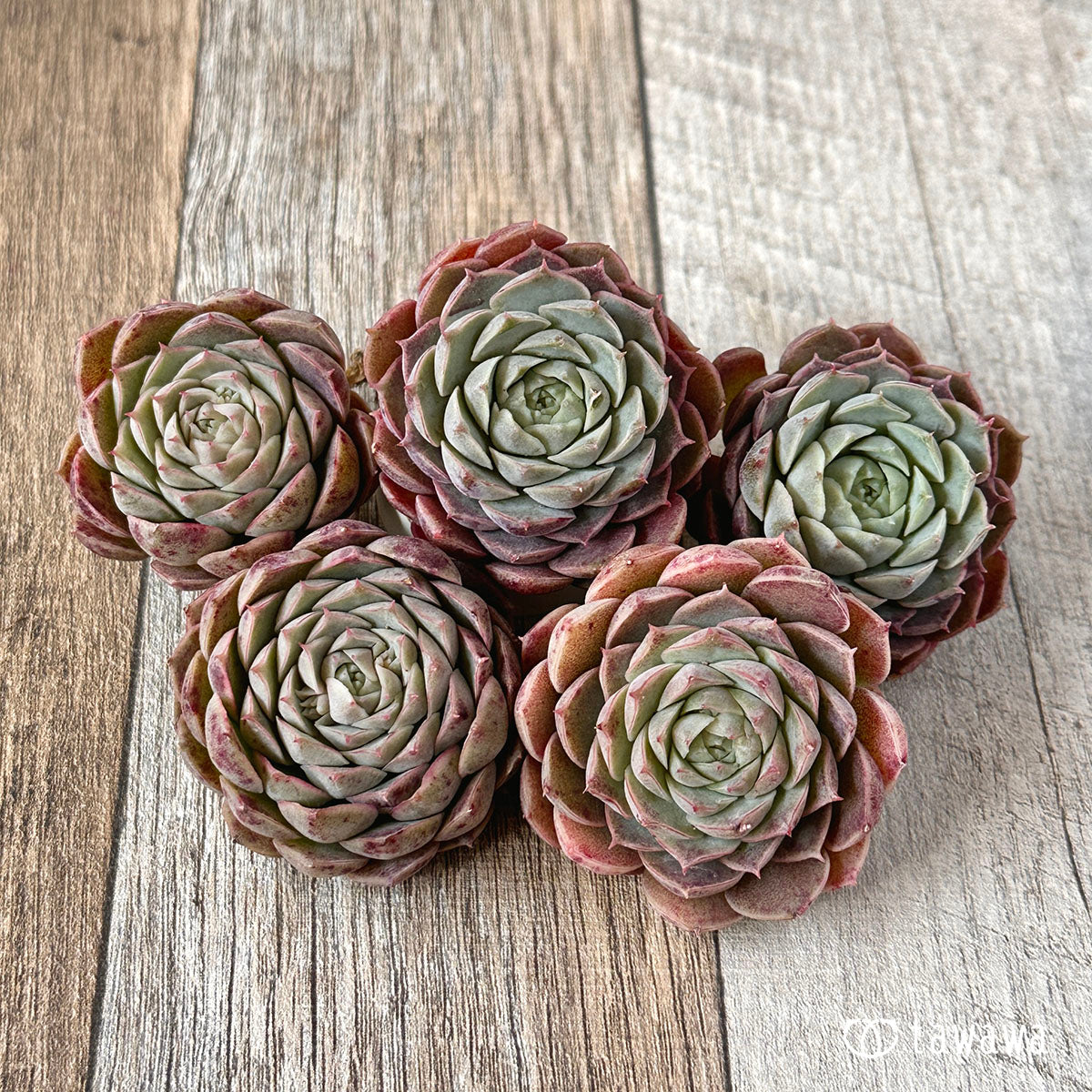 세그리드 복숭아