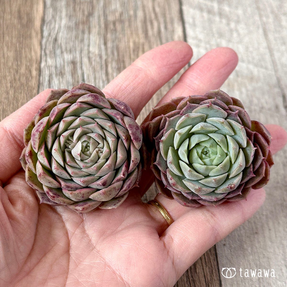 세그리드 복숭아