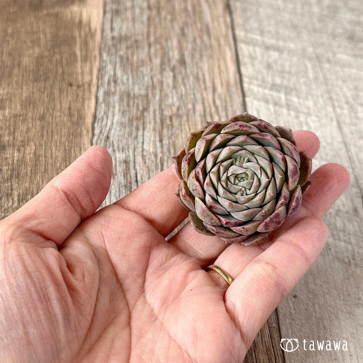 세그리드 복숭아