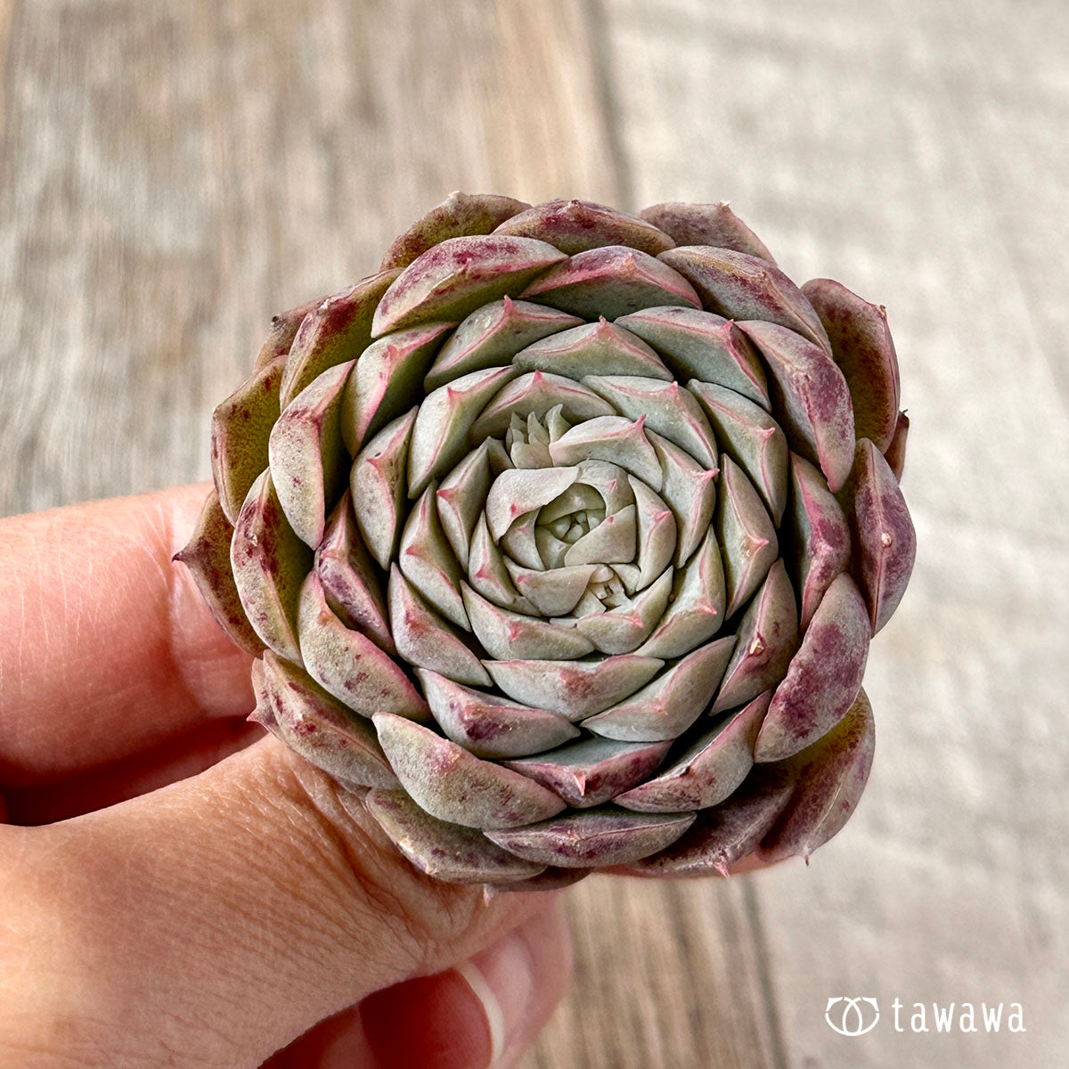 세그리드 복숭아