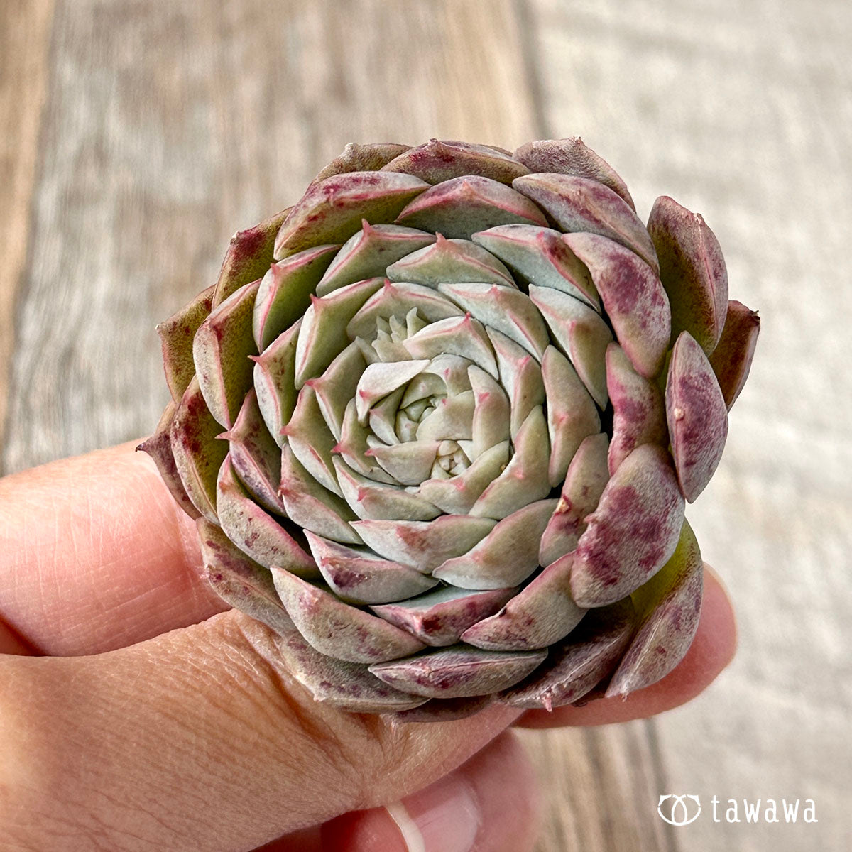 세그리드 복숭아