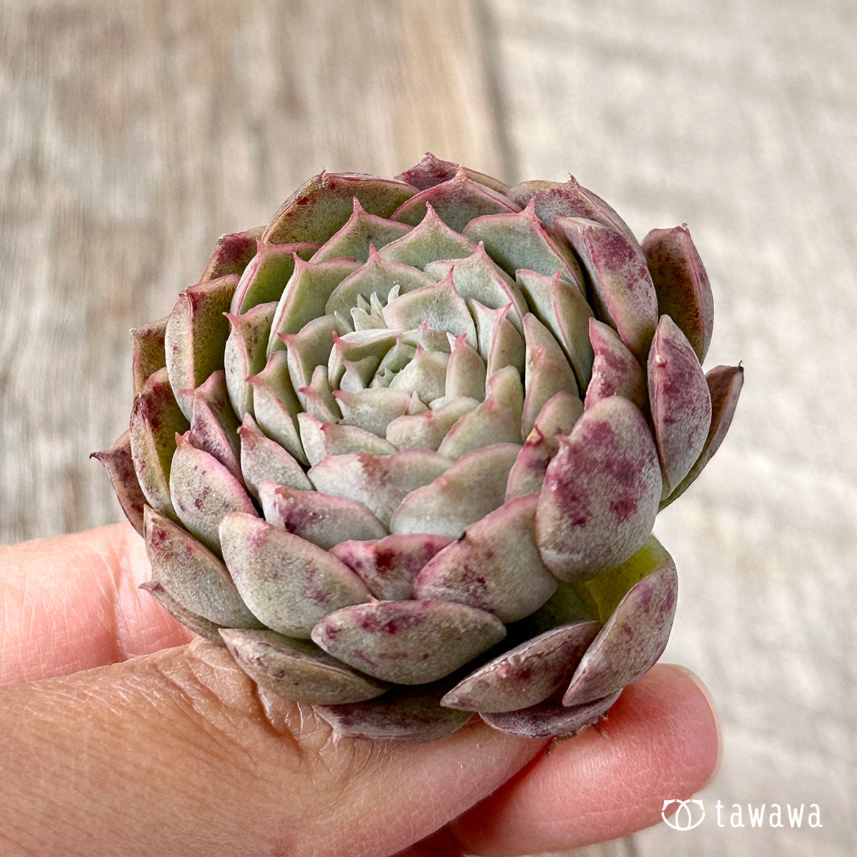 세그리드 복숭아