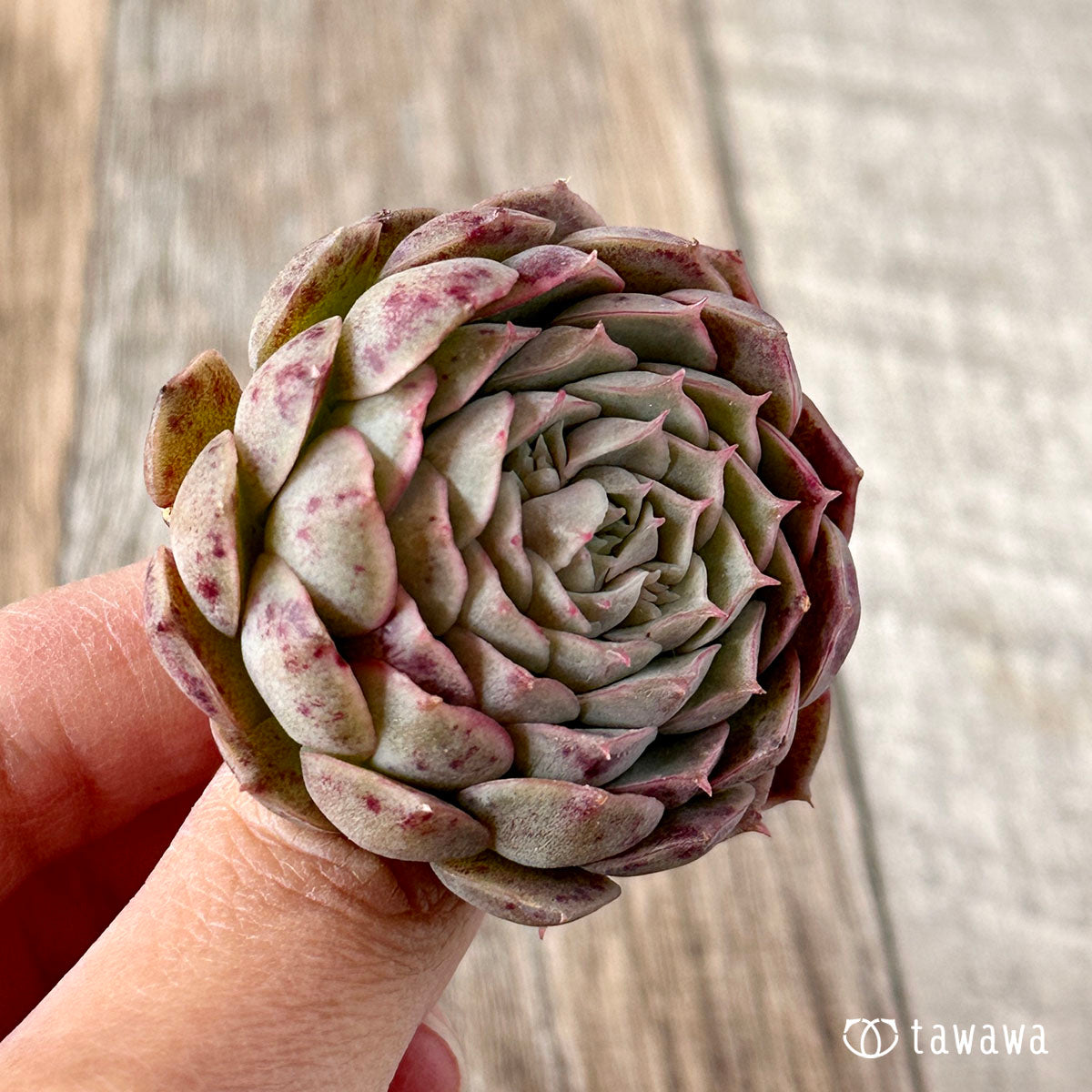 세그리드 복숭아