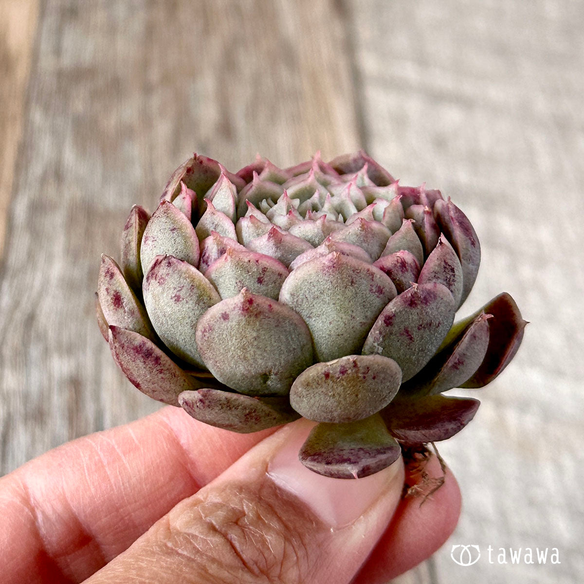 세그리드 복숭아