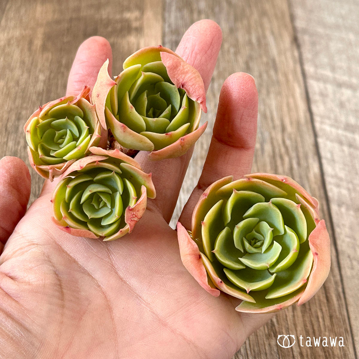 lemon rose